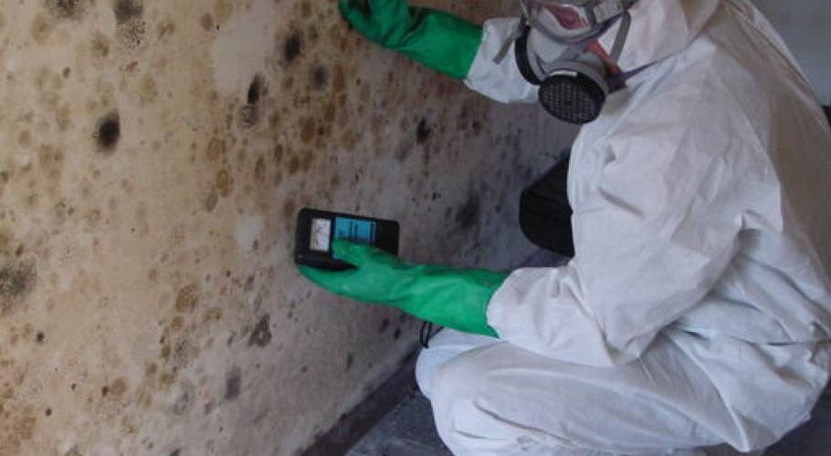 Mold Inspection Business