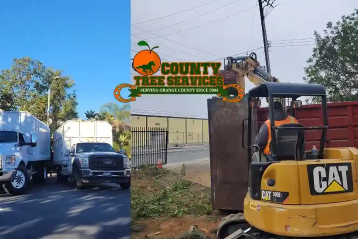 orange county tree services