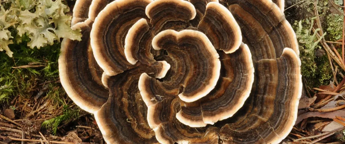 Turkey tail mushrooms